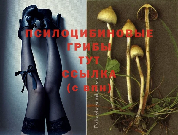 индика Алзамай
