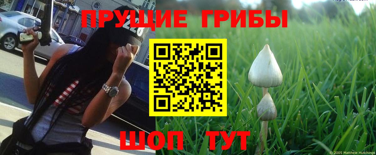 Сорочинск  Псилоцибиновые грибы Psilocybe  Вход с VPN 